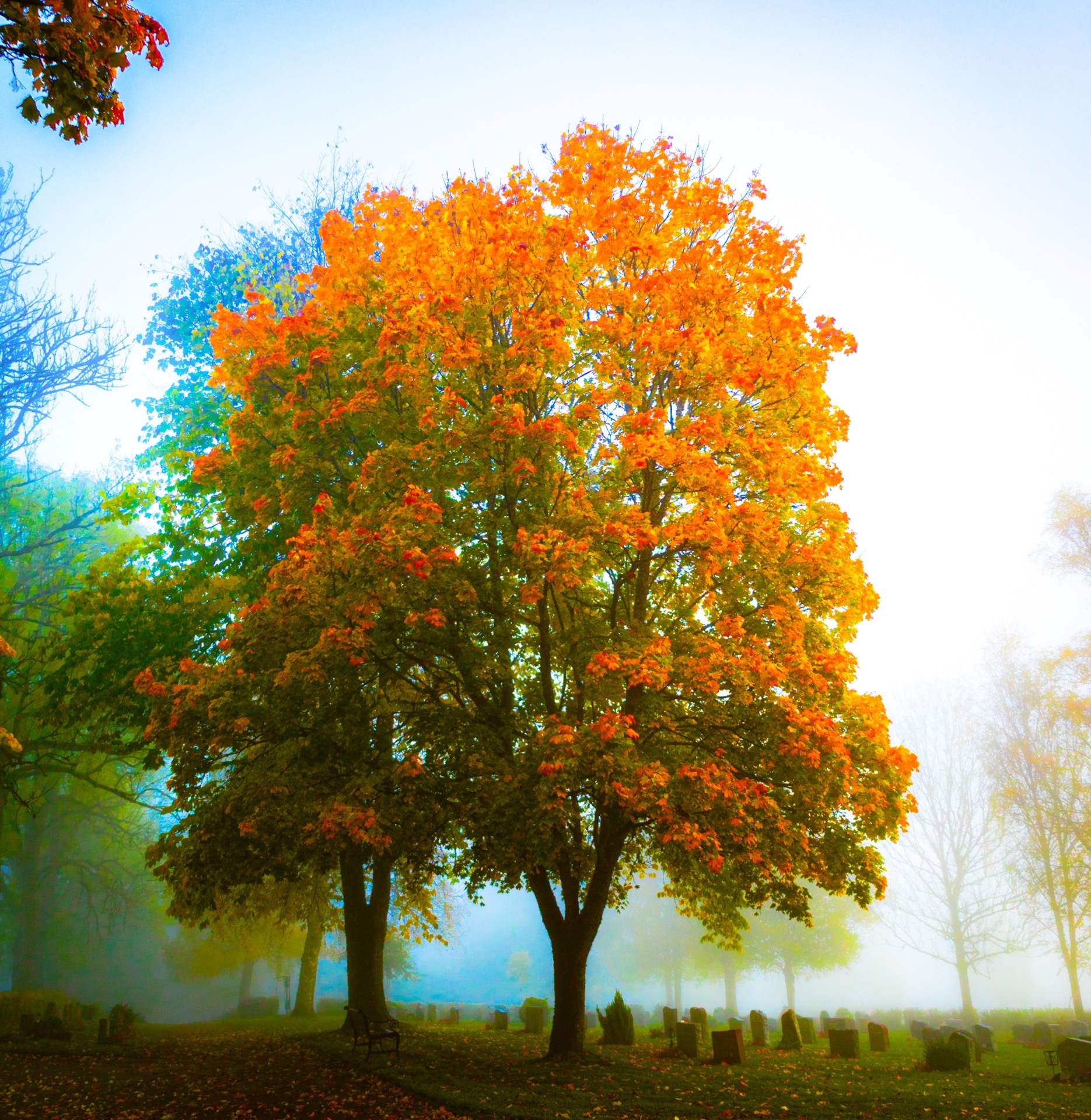 Høstfarger i tåke av Trond Skyrud