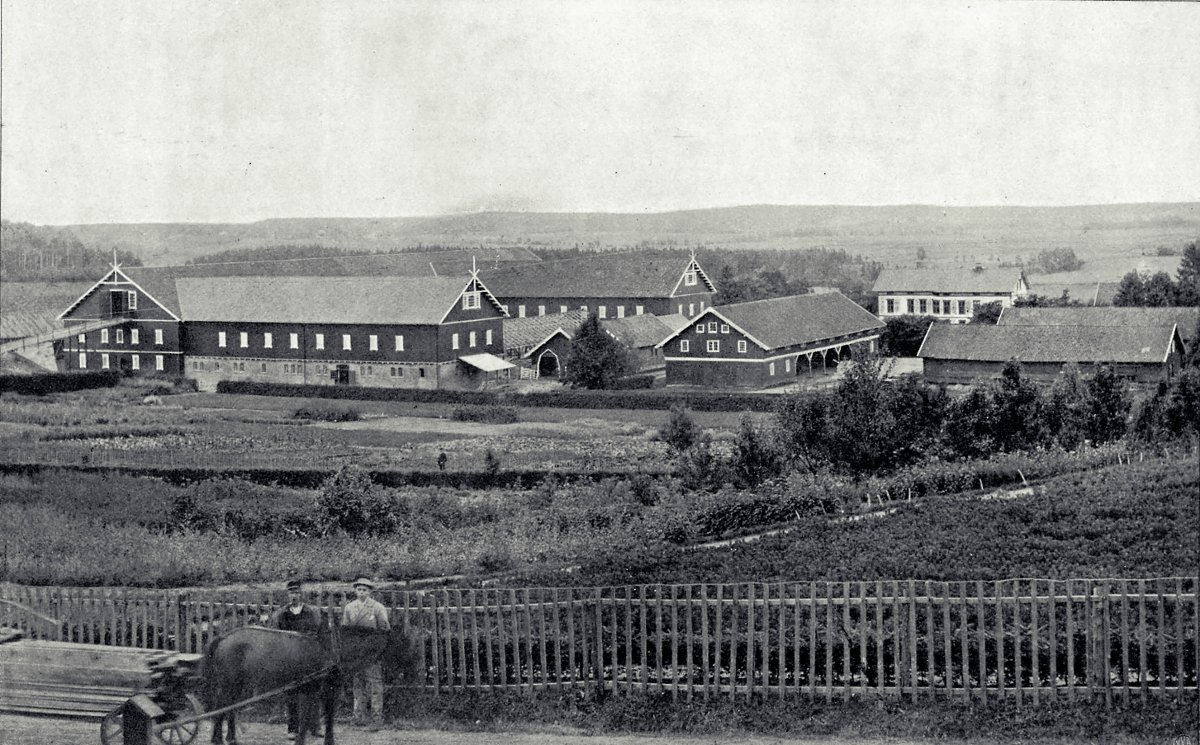 Gardstunet med driftsbygningar sett frå nordaust i 1890. På åkrane i framgrunnen er det forsøksfelt med rabarbra og grønsaker, i tillegg til kjøkkenhage for hushaldet ved skulen. Foto frå boka: Wilse/NMBU Foto: Wilse/ NMBU
